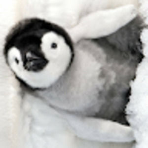 Meet your Posher, Donald